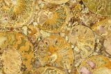 Composite Plate Of Agatized Ammonite Fossils #280986-1